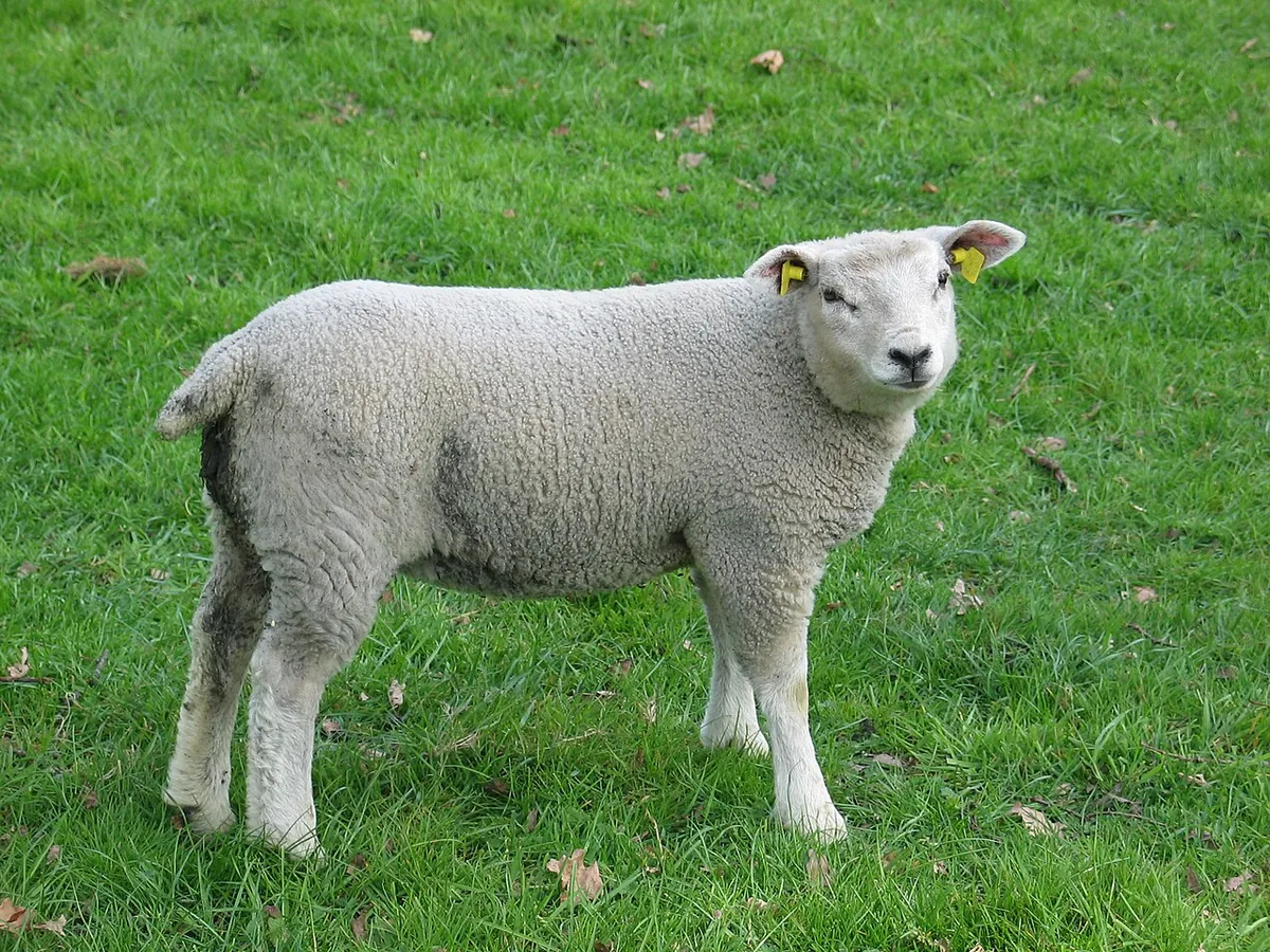 L’agneau