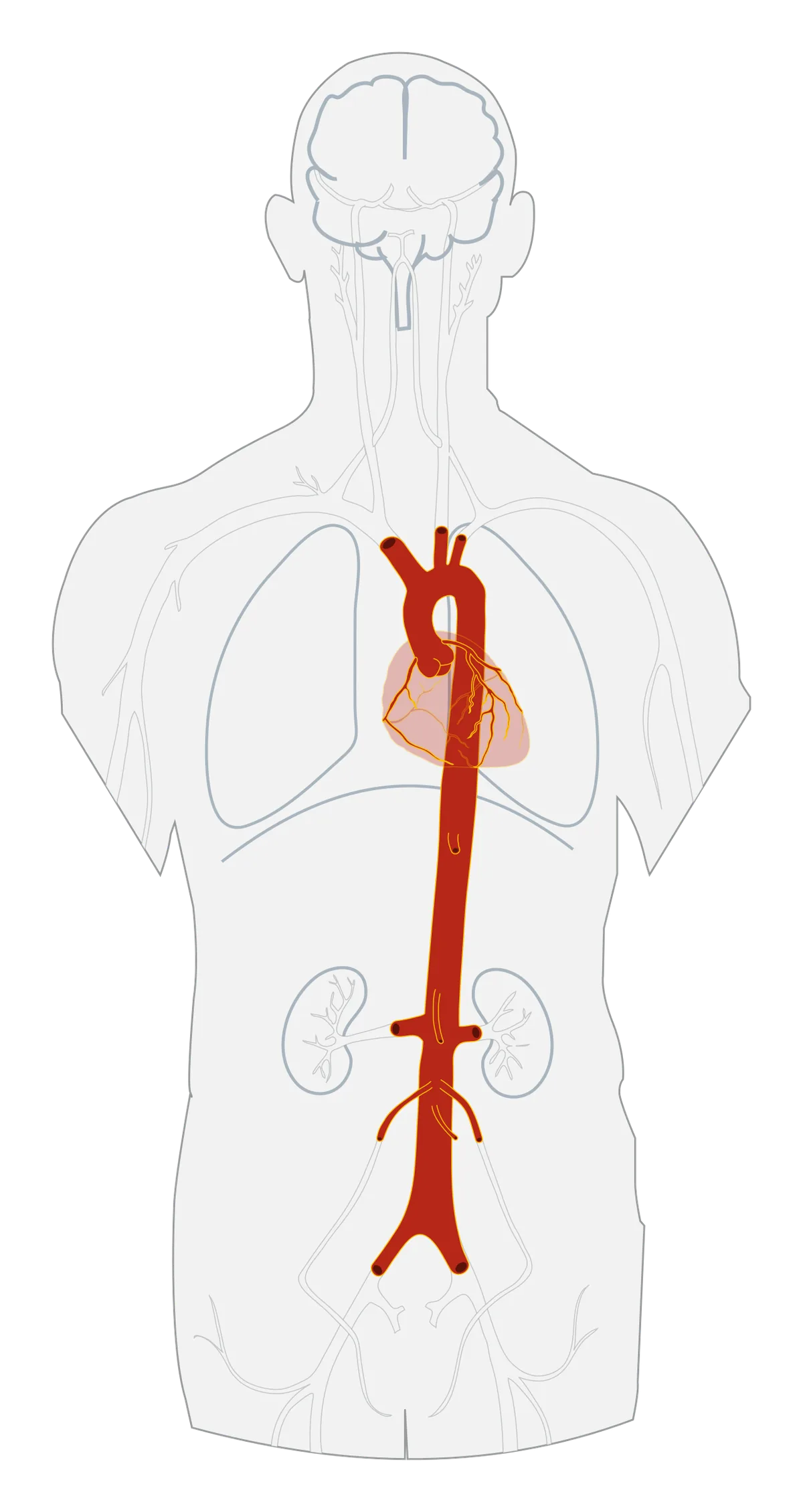 L'aorte