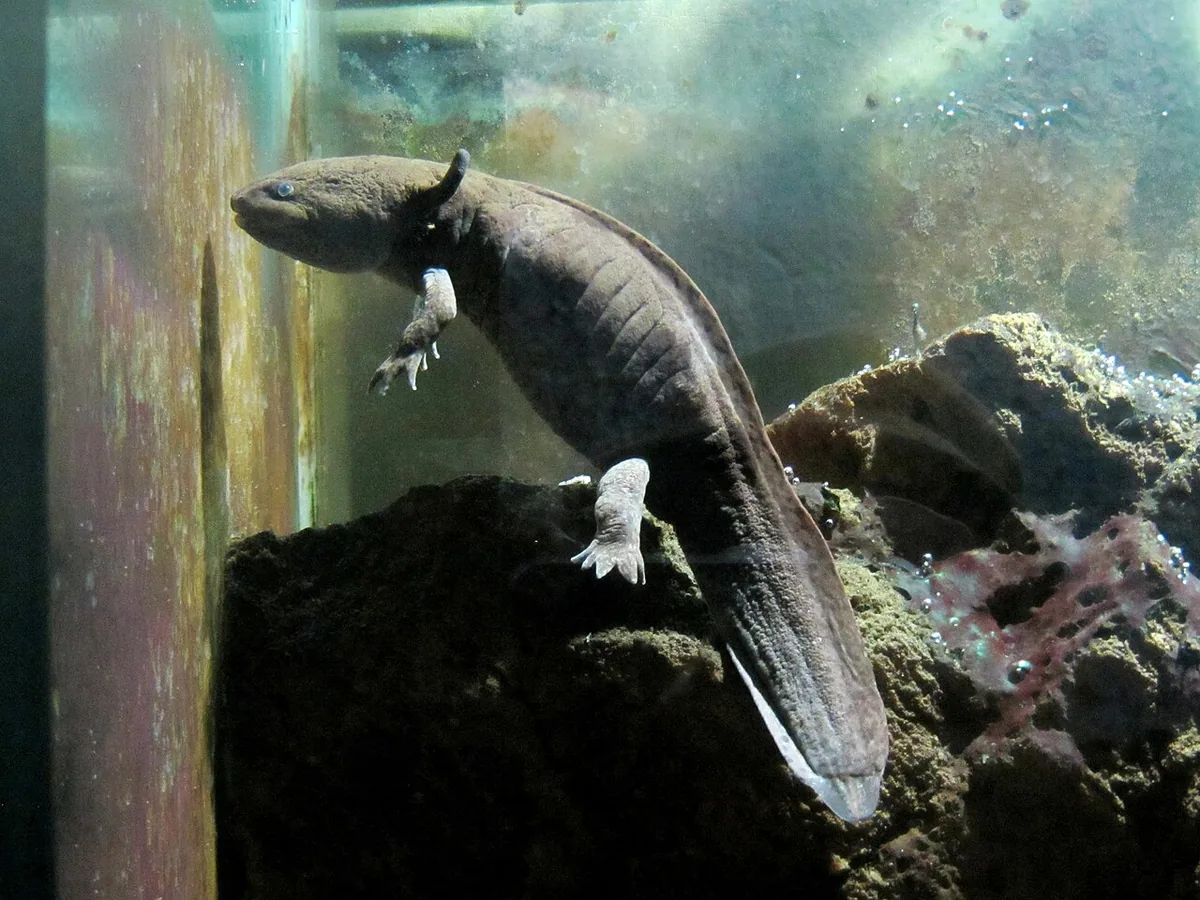 L'axolotl