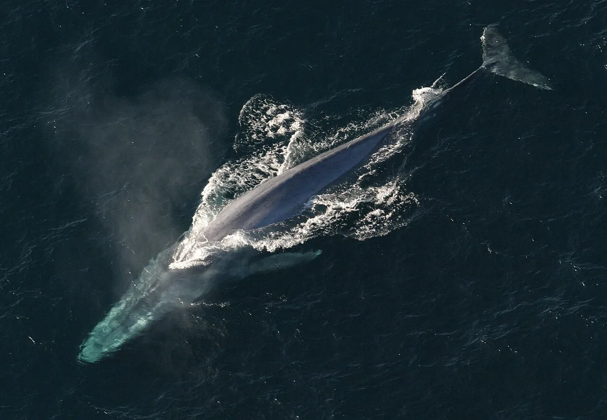La baleine bleue