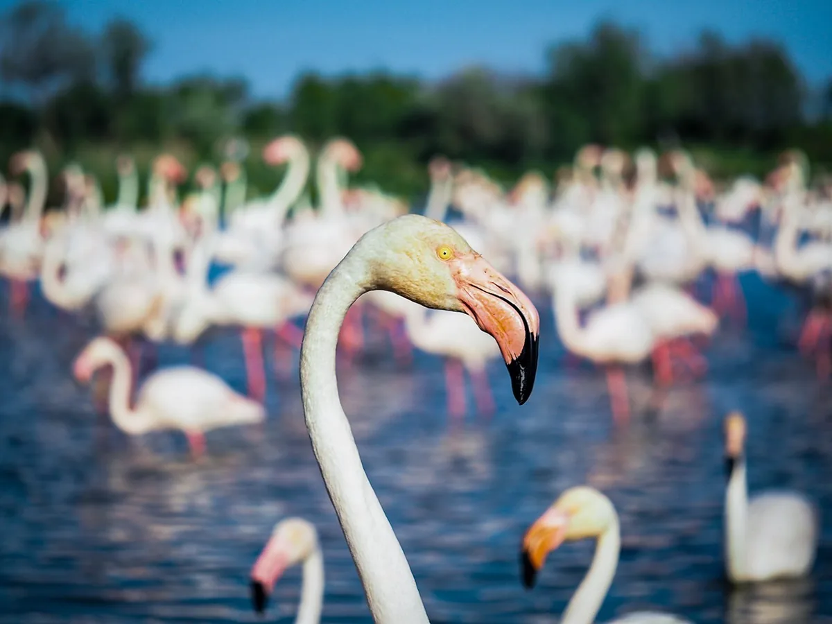 La Camargue