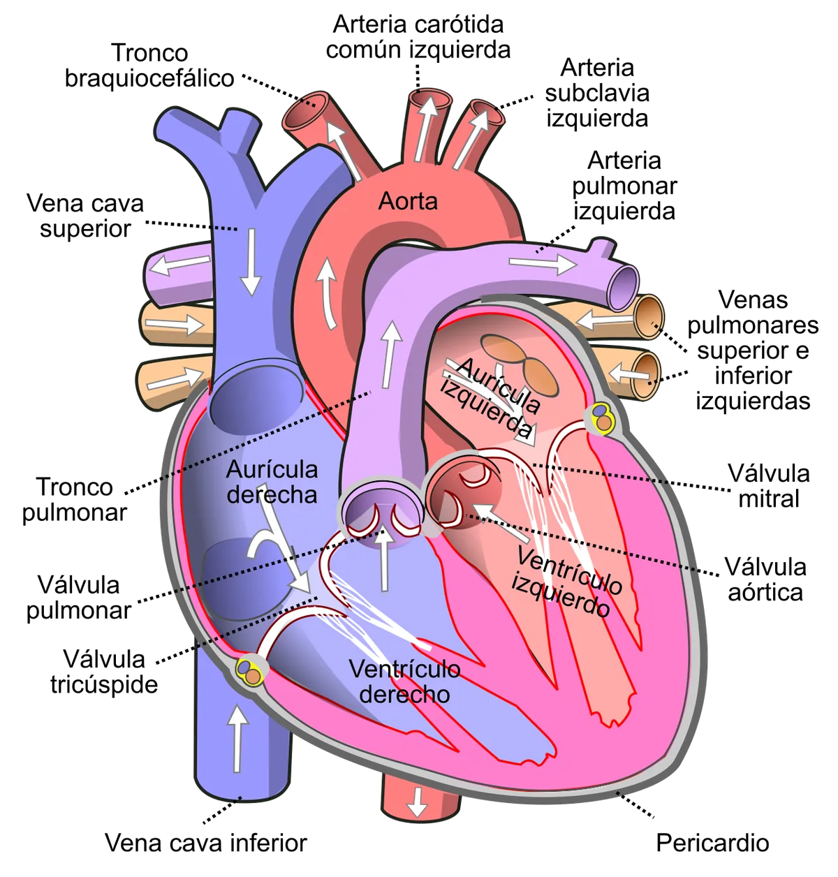 Un cardiologue