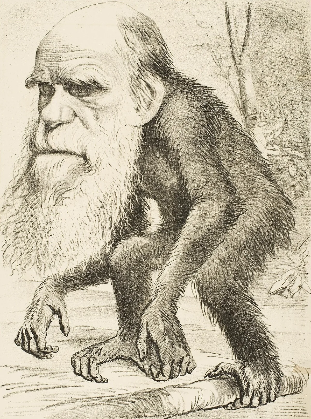 Caricature de 1871 représentant Charles Darwin avec un corps de singe, publiée dans la presse satirique