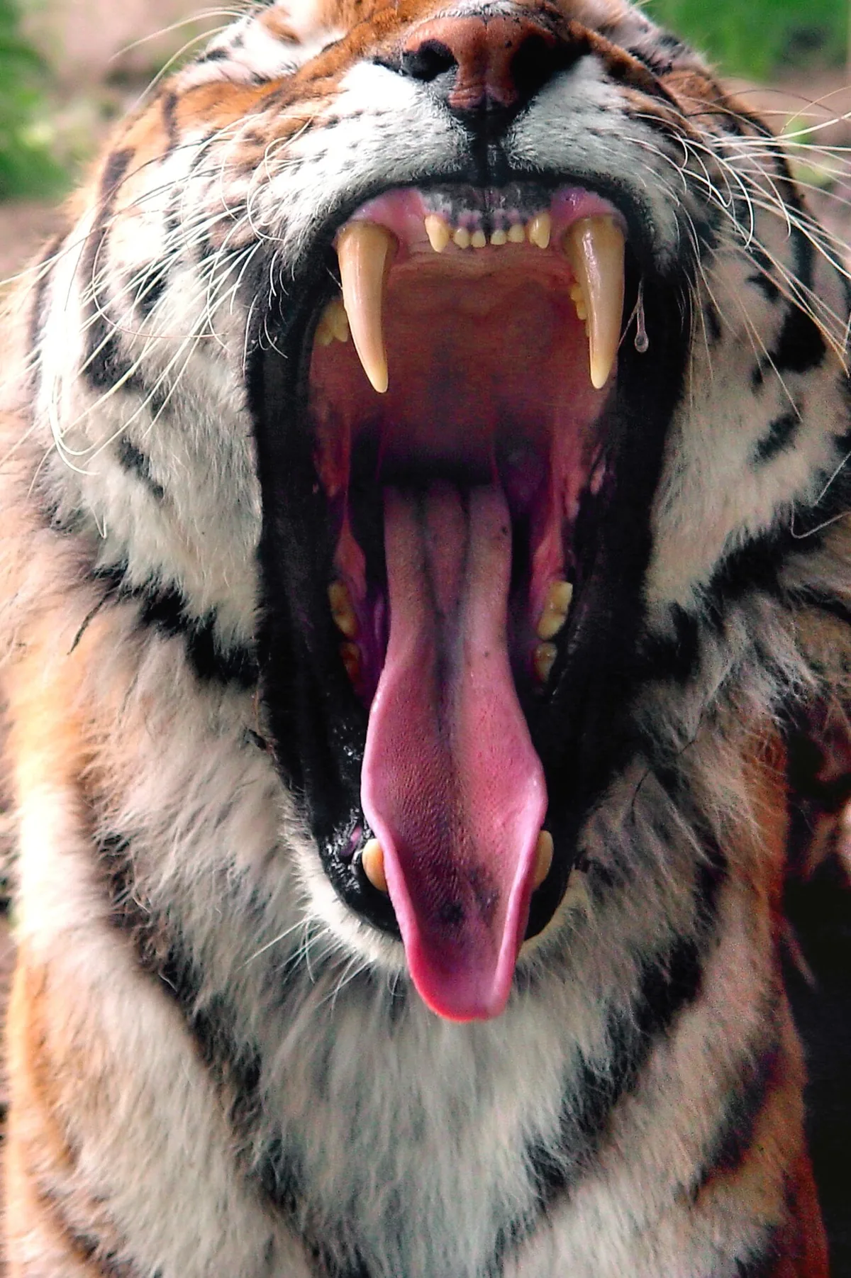 Un carnivore