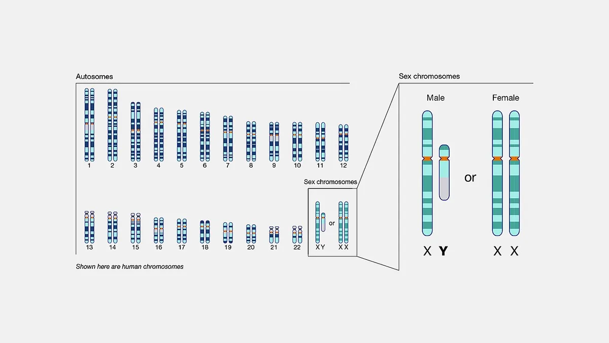 Caryotype humain montrant les 22 paires d'autosomes et la paire de chromosomes sexuels X et Y