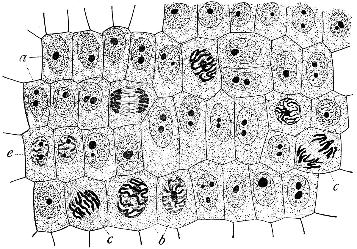La cellule
