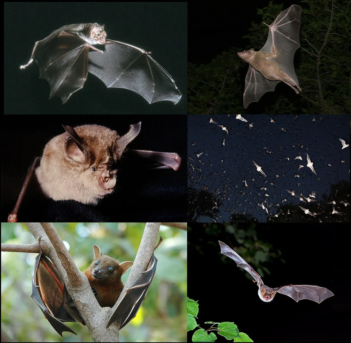 La chauve-souris