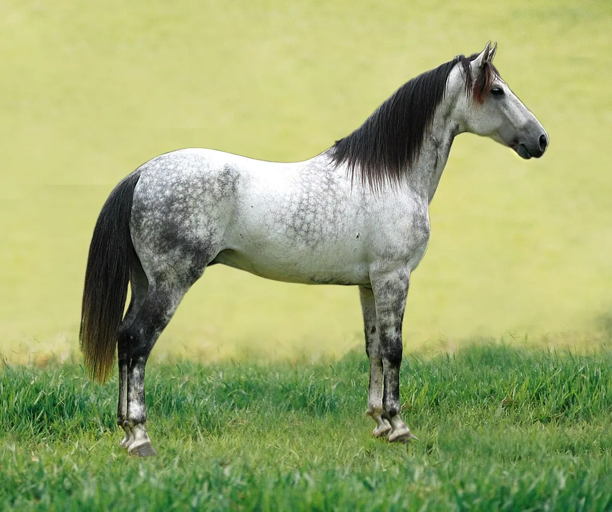 Chevaux