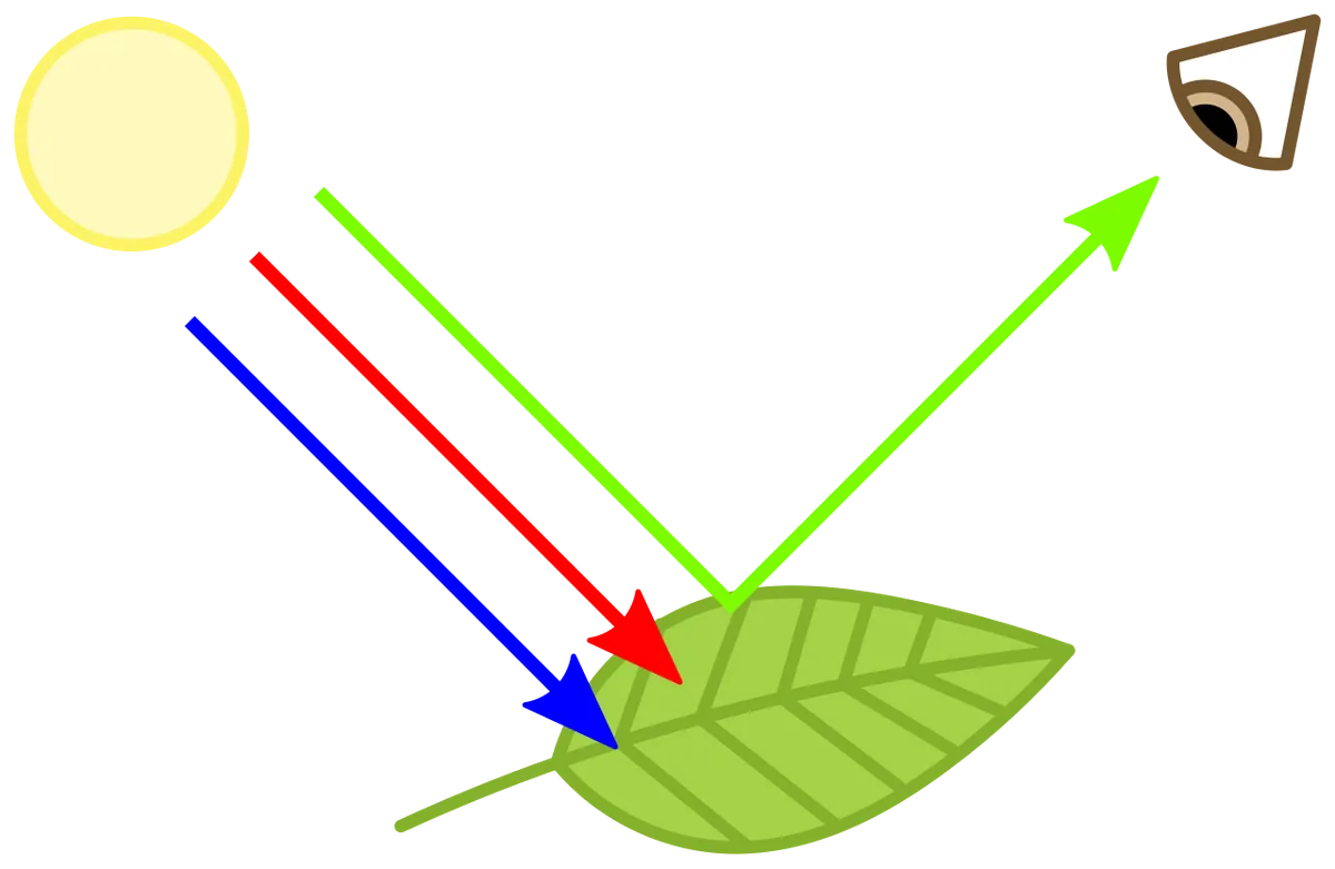 Chlorophylle