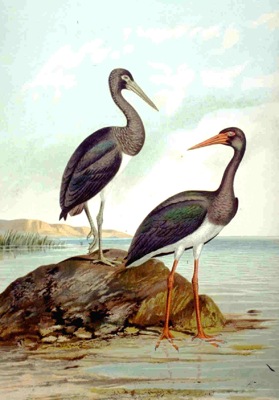 Le cigogneau