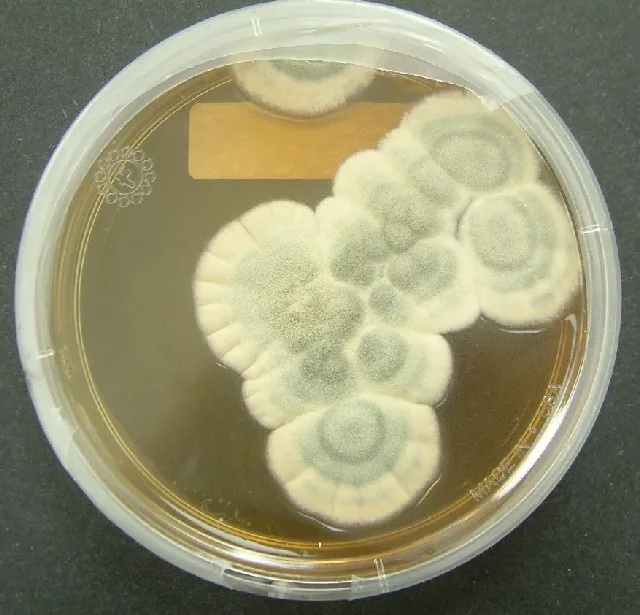 Colonie de la moisissure Penicillium notatum, le champignon à l'origine de la pénicilline découverte par Fleming