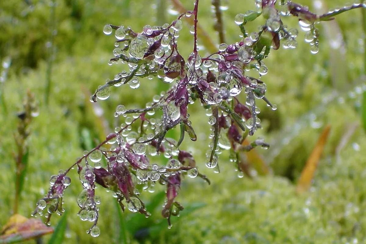 La condensation