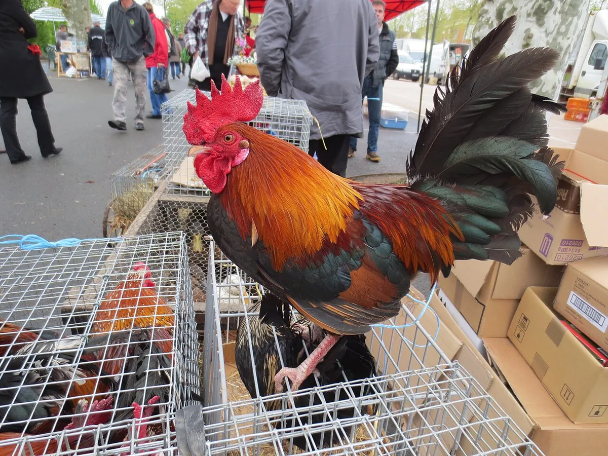 Le coq