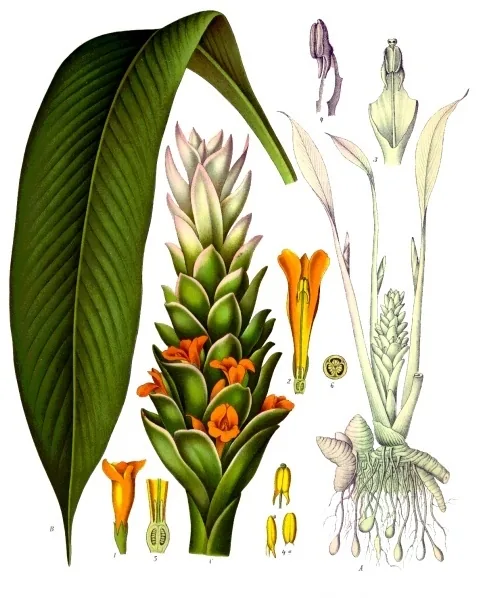 Le curcuma