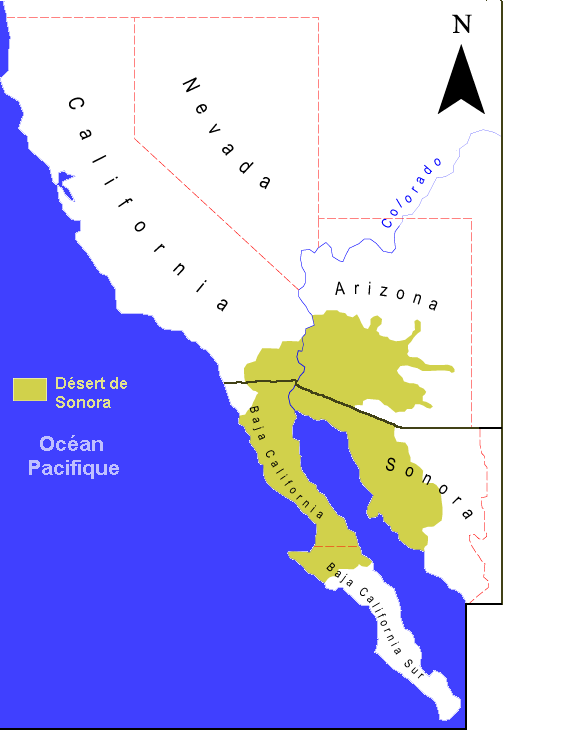 Le désert de Sonora