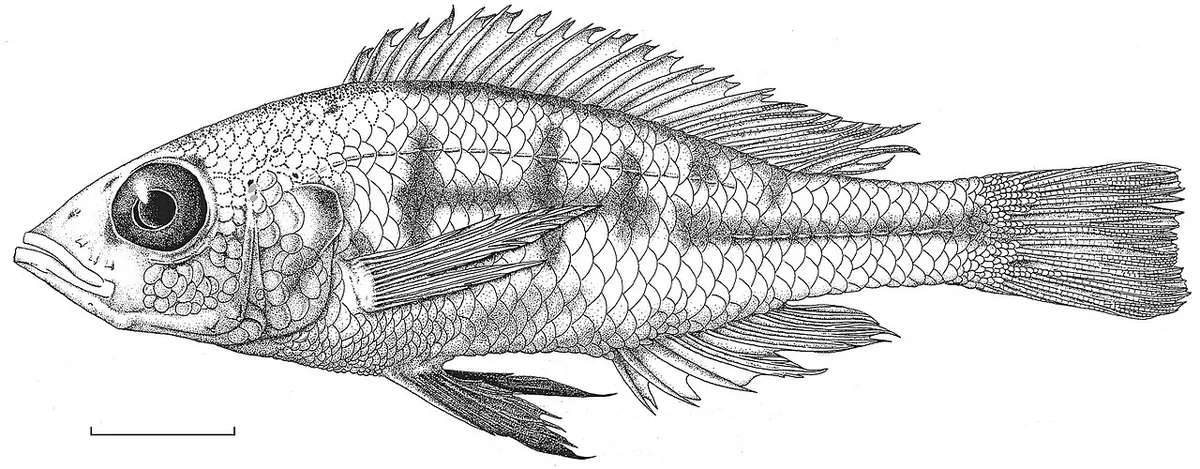 Dessin scientifique du cichlidé Haplochromis argens, espèce décrite dans la partie tanzanienne du lac Victoria