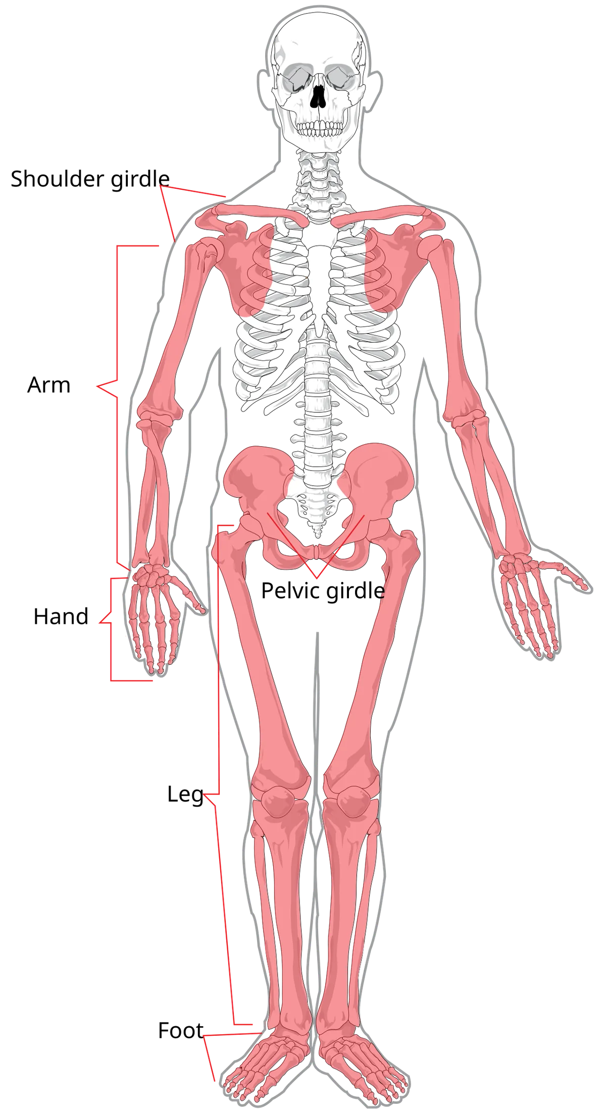 Diagramme du squelette humain mettant en évidence le squelette appendiculaire, membres et ceintures