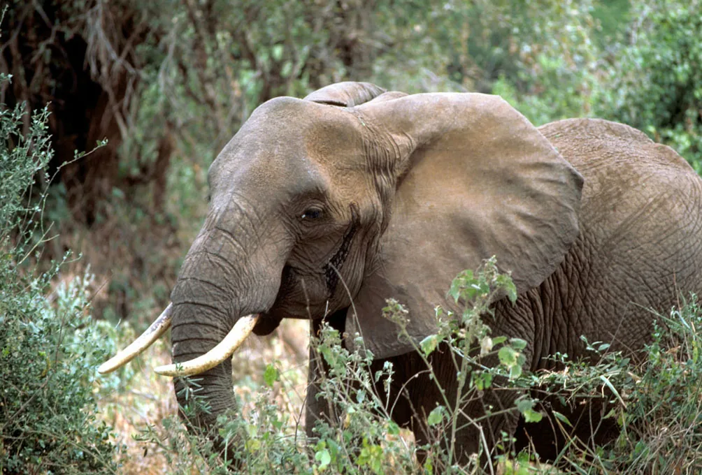 L'éléphant d'Afrique