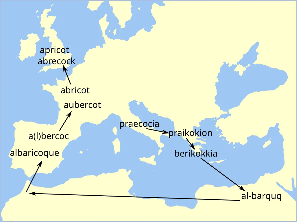 L'étymologie