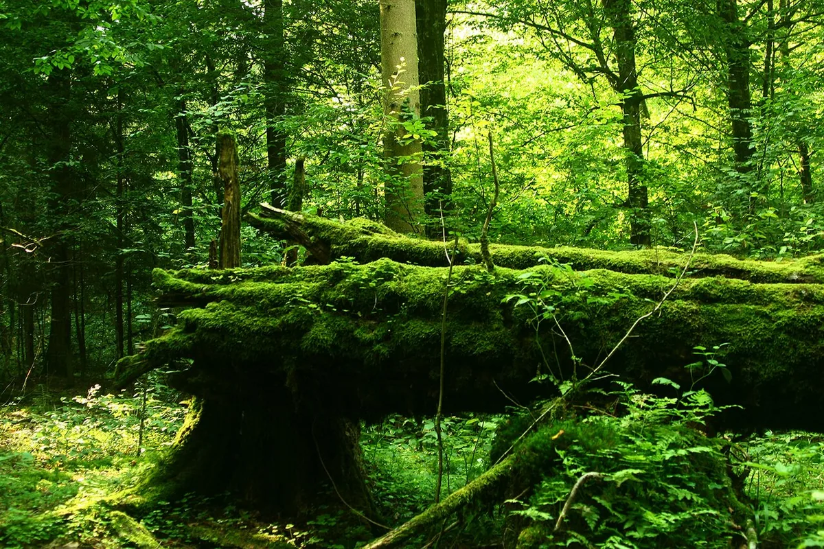 La forêt de Białowieża