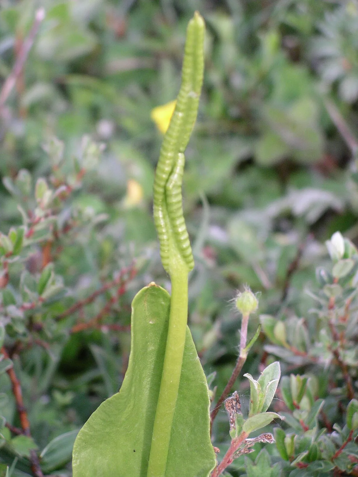 Fougère Ophioglossum, langue de serpent, détenant le record du plus grand nombre de chromosomes du vivant