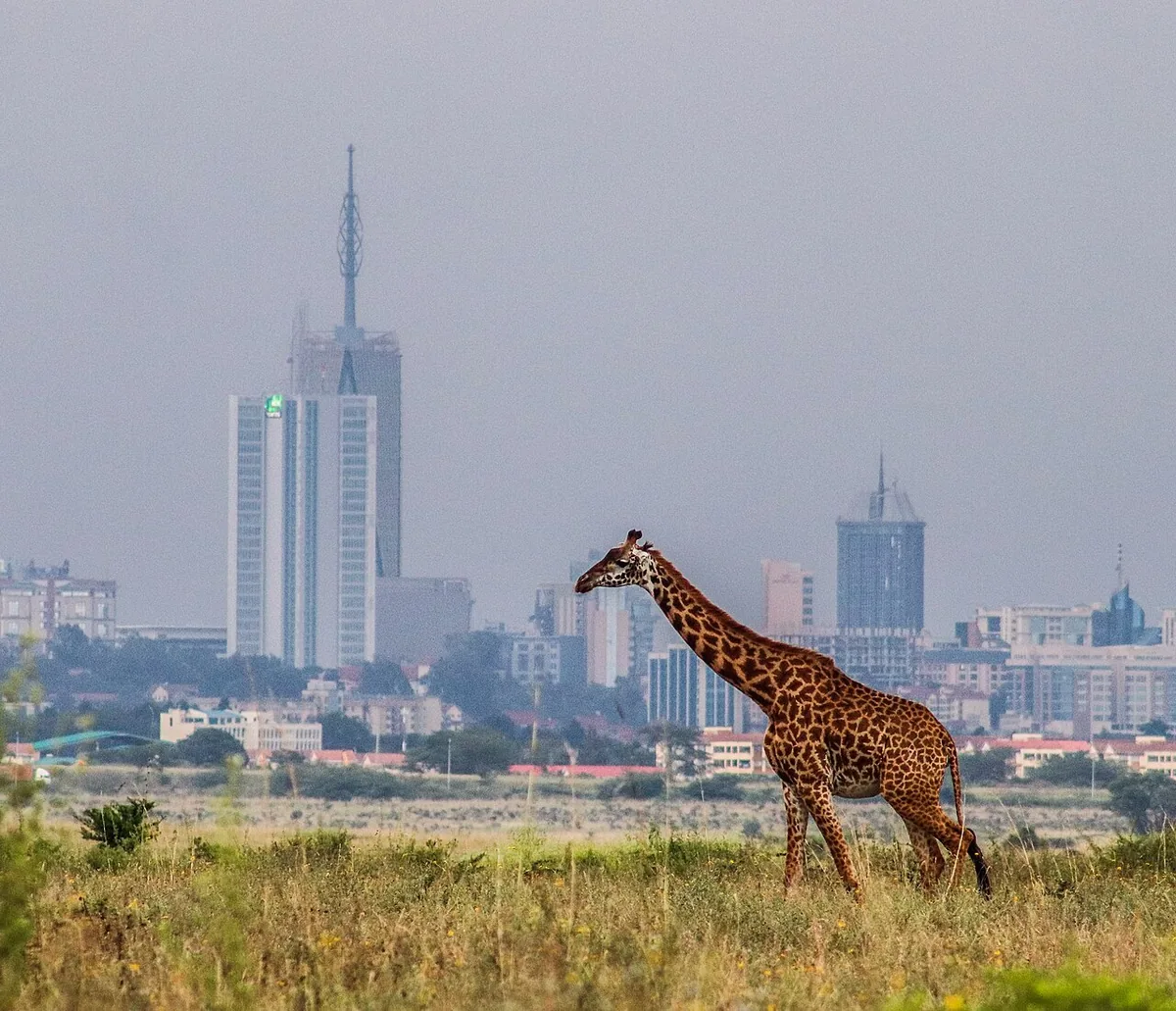 Girafe dans le parc national de Nairobi avec la tour Britam et les gratte-ciels de la capitale en arrière-plan