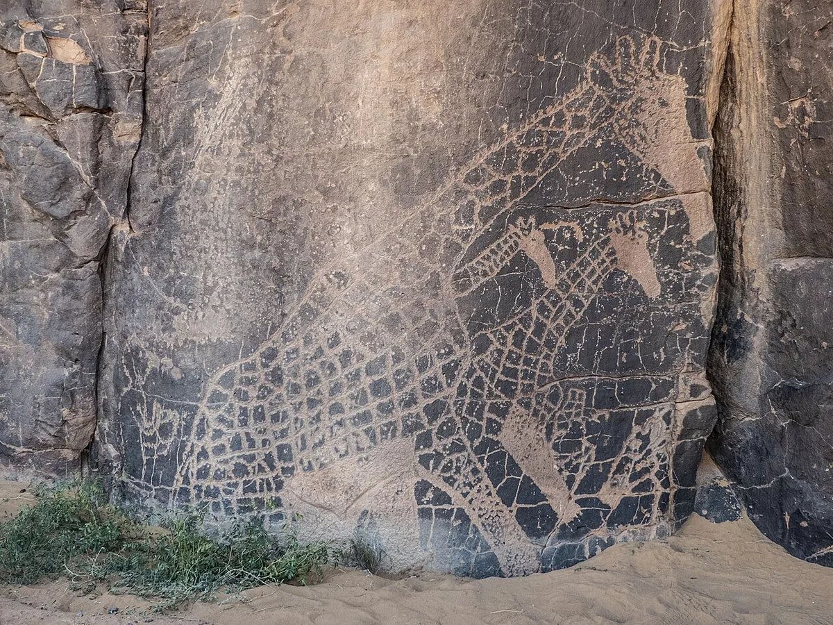 Gravures rupestres de girafes à In Djaren dans le Tassili, vestiges de la période où le Sahara était une savane verte