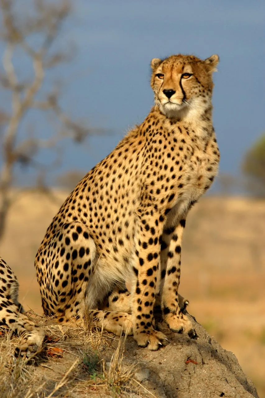 Le guépard