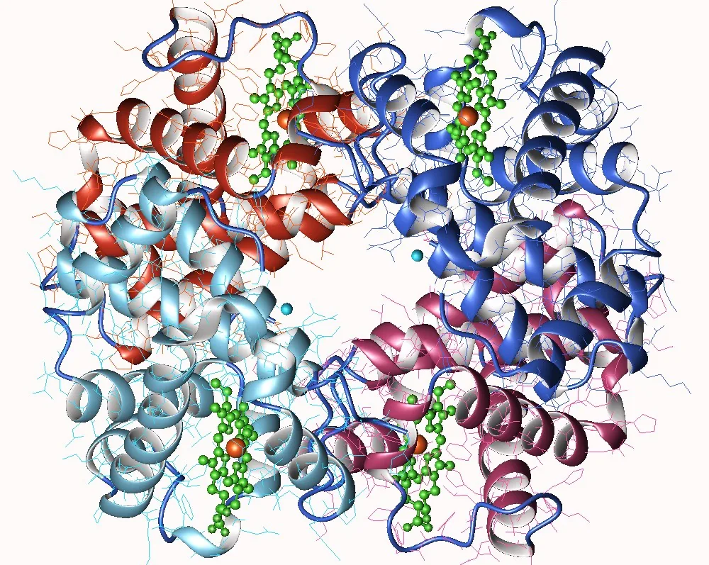 L’hémoglobine