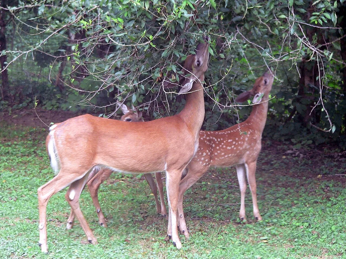 Un herbivore