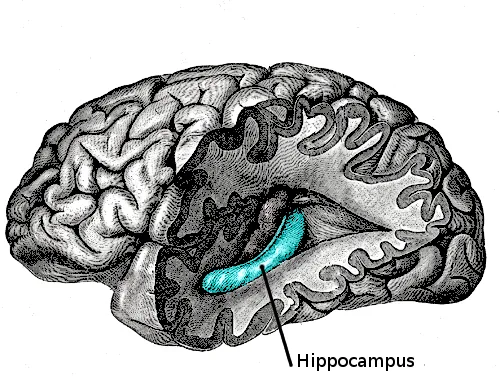 L'hippocampe