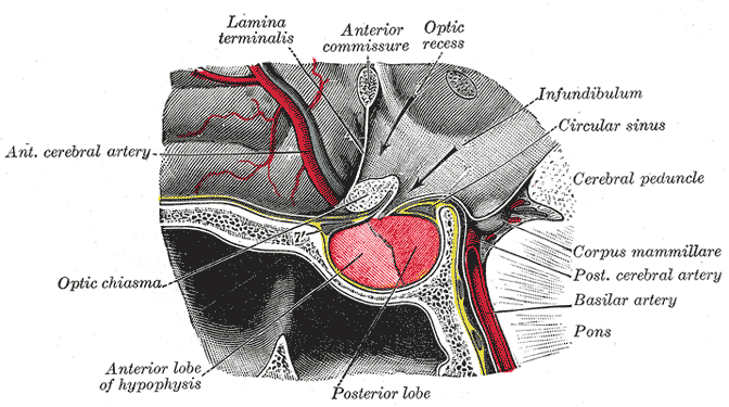 L'hypophyse