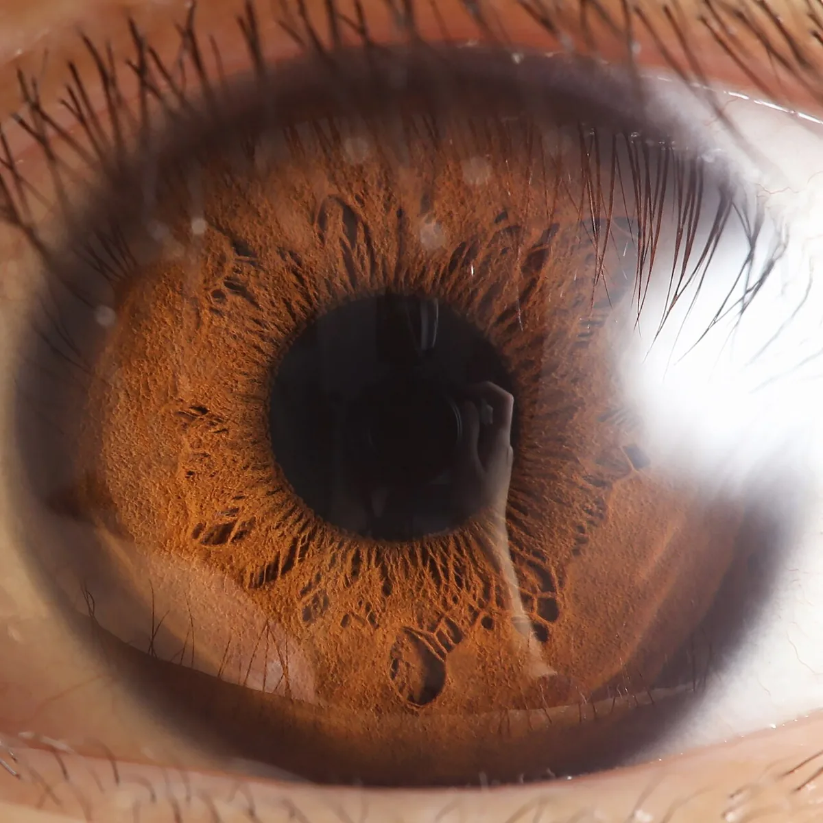 L'iris