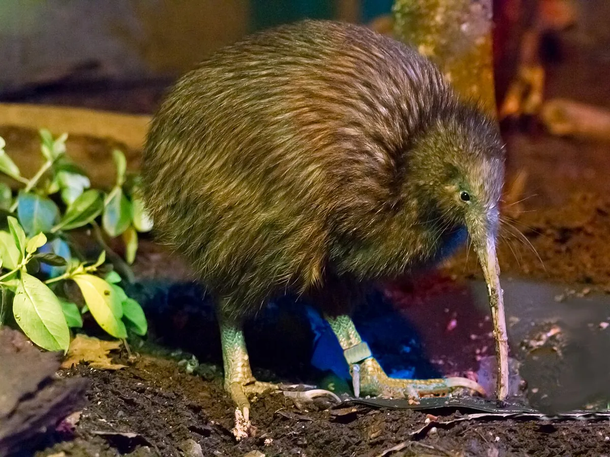 Le kiwi