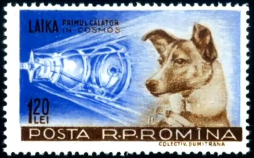 Laïka
