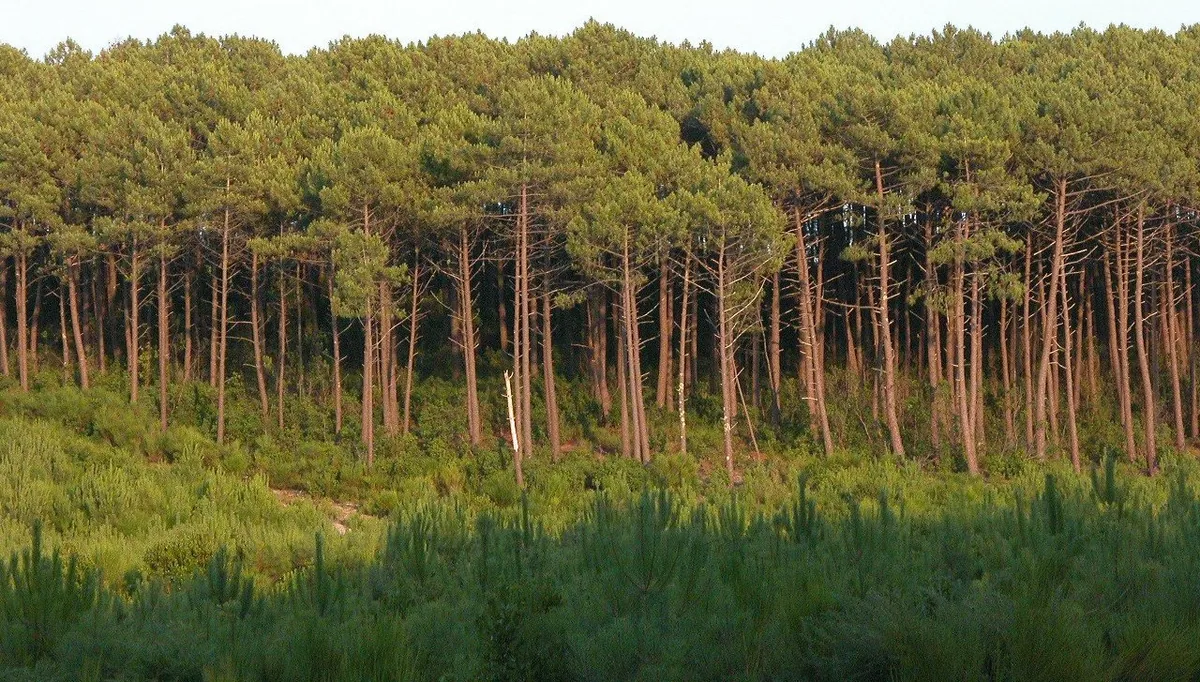 Les Landes