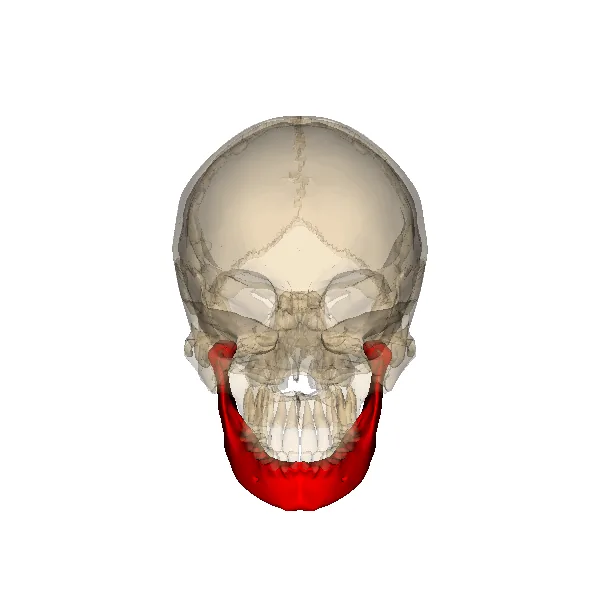 Mandibule