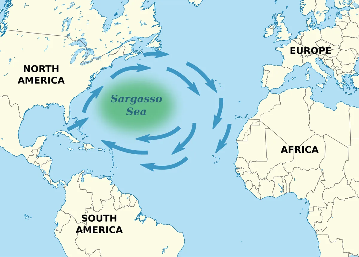 La mer des Sargasses