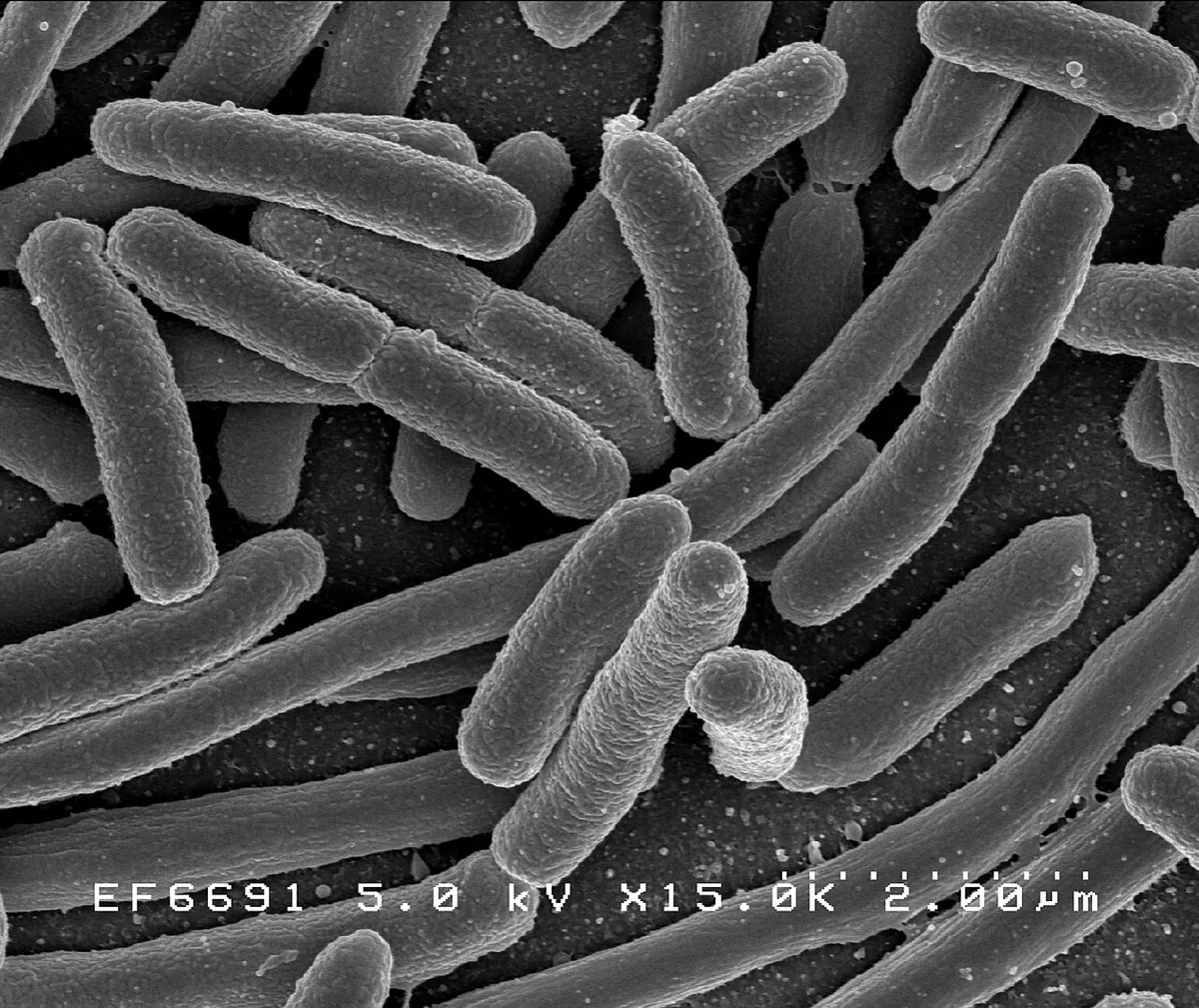 Le microbiote