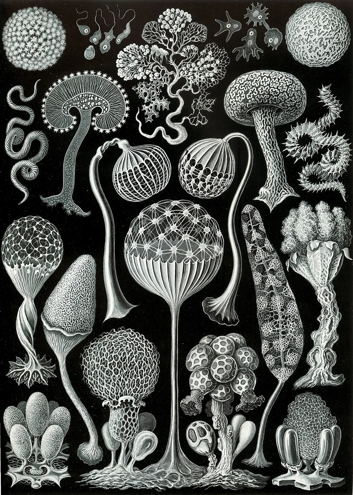 La mycologie