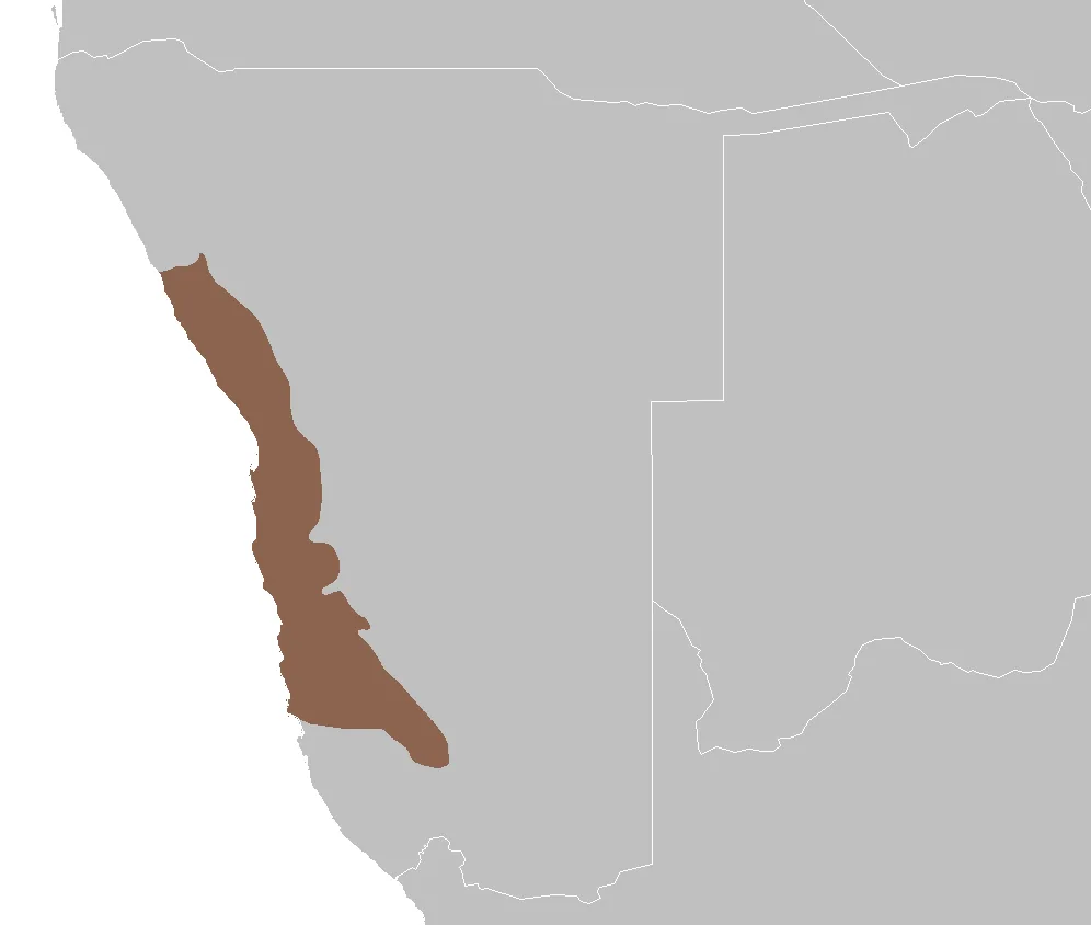 Le Namib