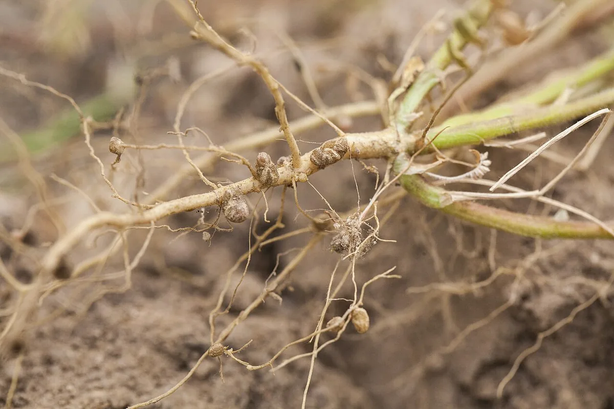 Nodules blanchâtres de fixation de l'azote sur les racines d'une plante légumineuse déterrée