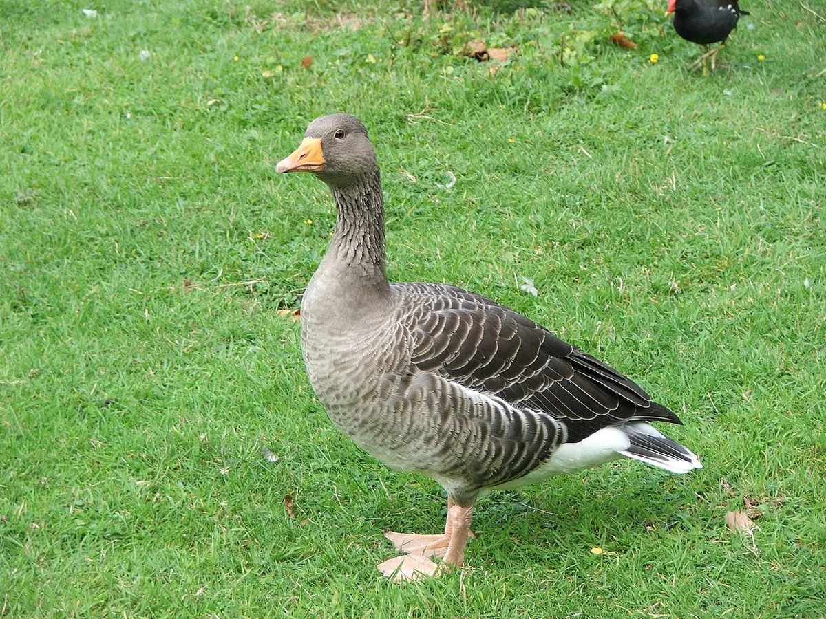 L'oison