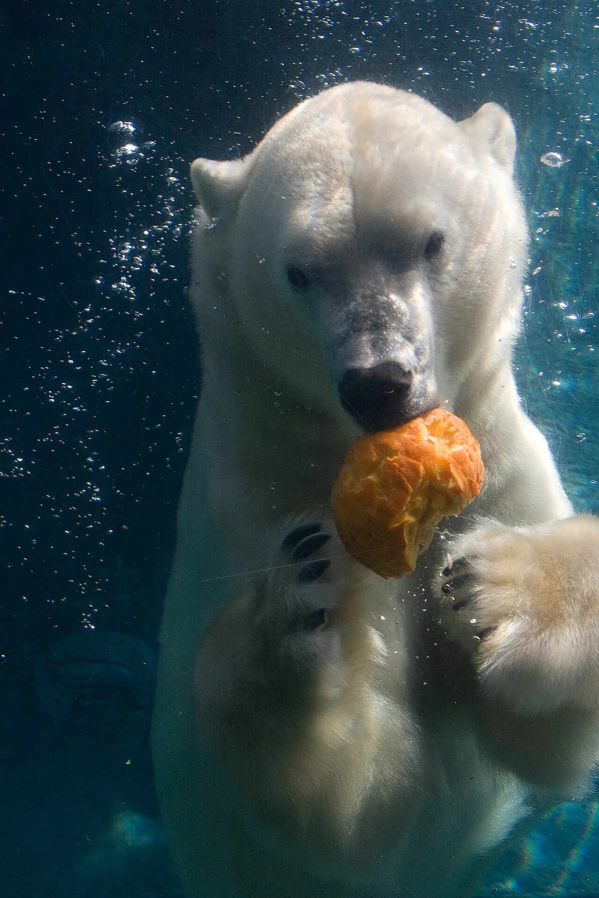 Un omnivore