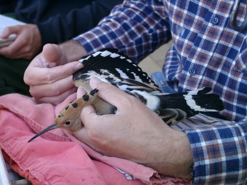 L'ornithologie