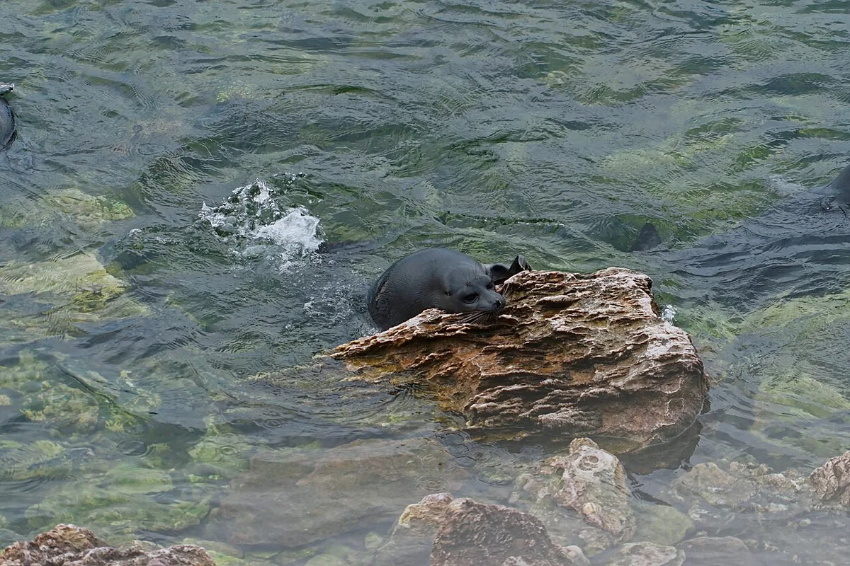 Phoques du Baïkal regroupés sur les rochers des îles Ouchkani au milieu du lac