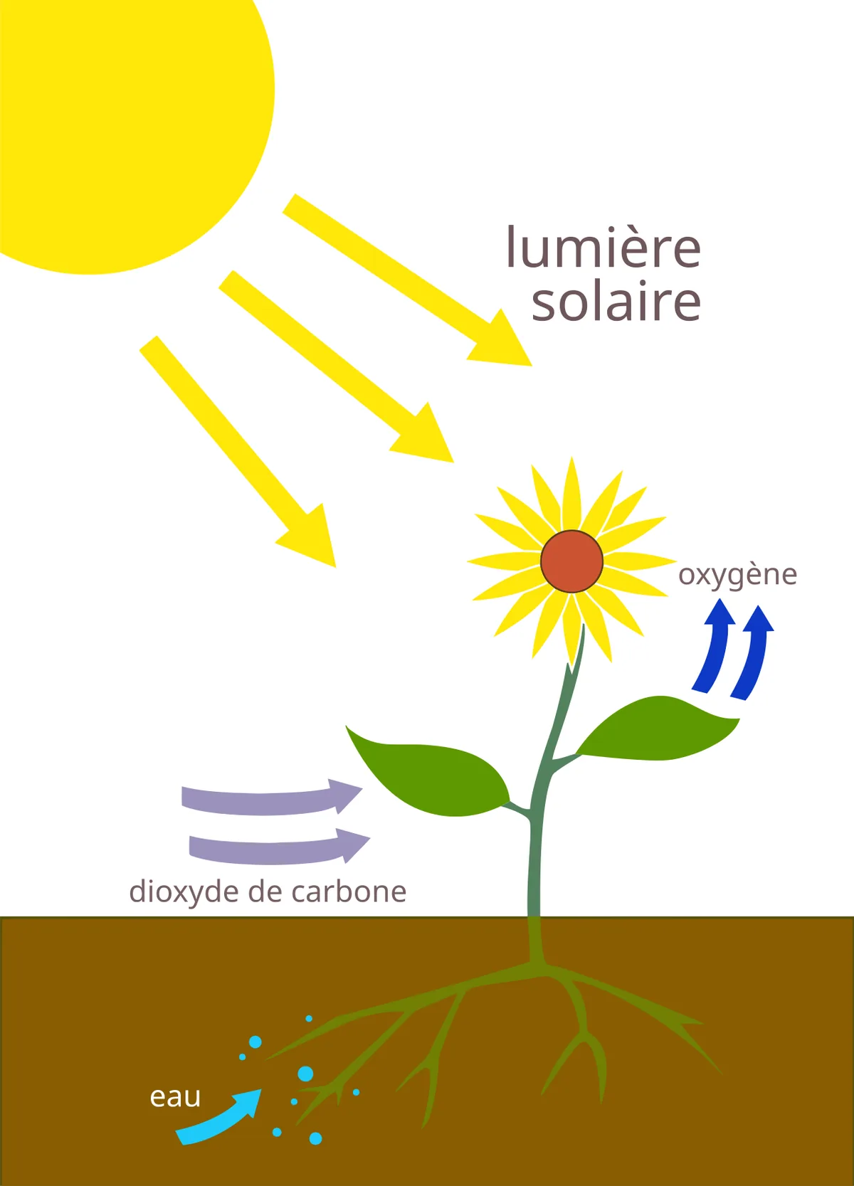 La photosynthèse