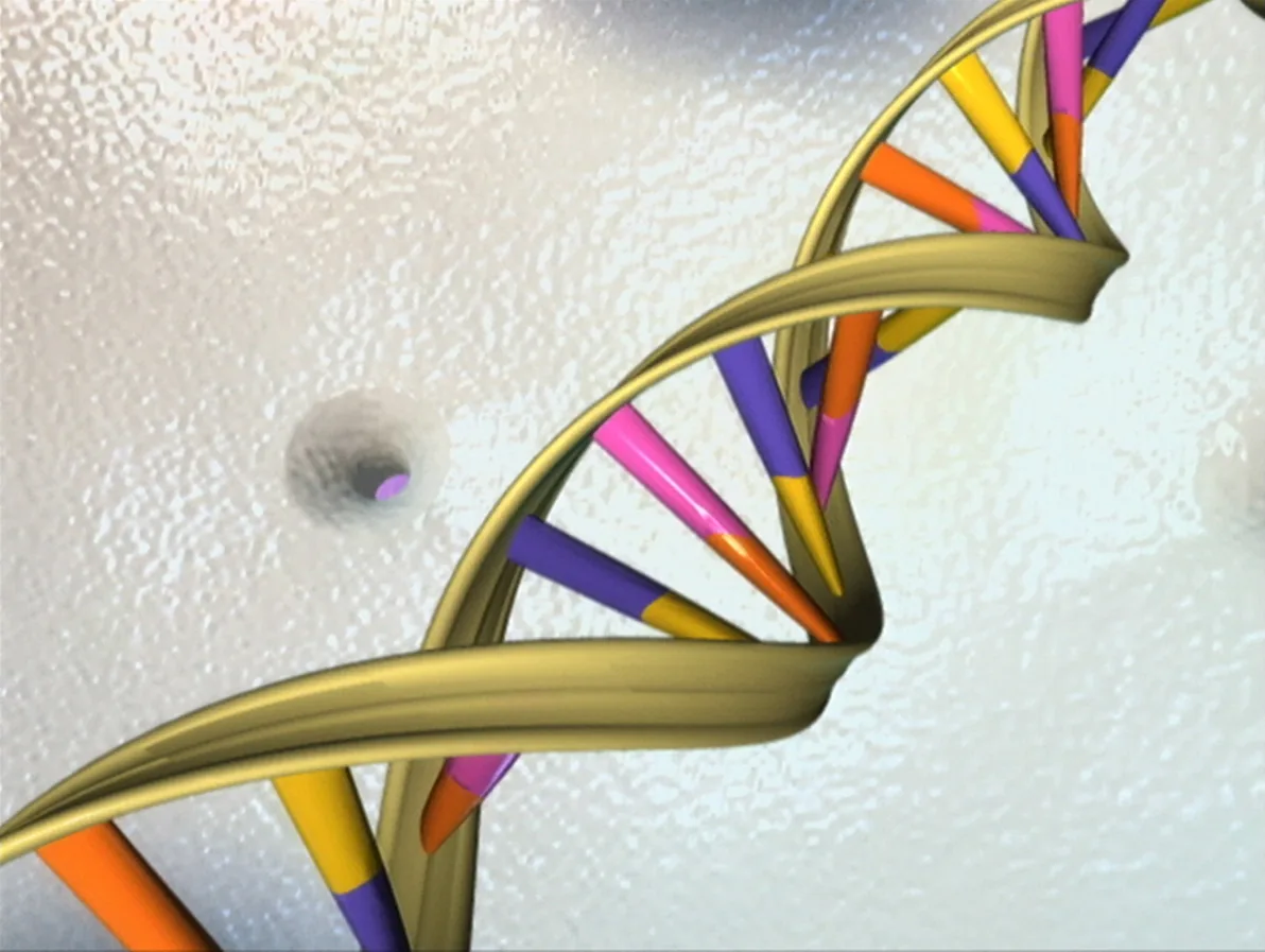 Représentation en double hélice de la molécule d'ADN montrant les deux brins complémentaires enroulés en spirale