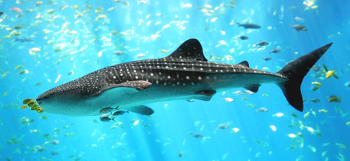 Le requin-baleine