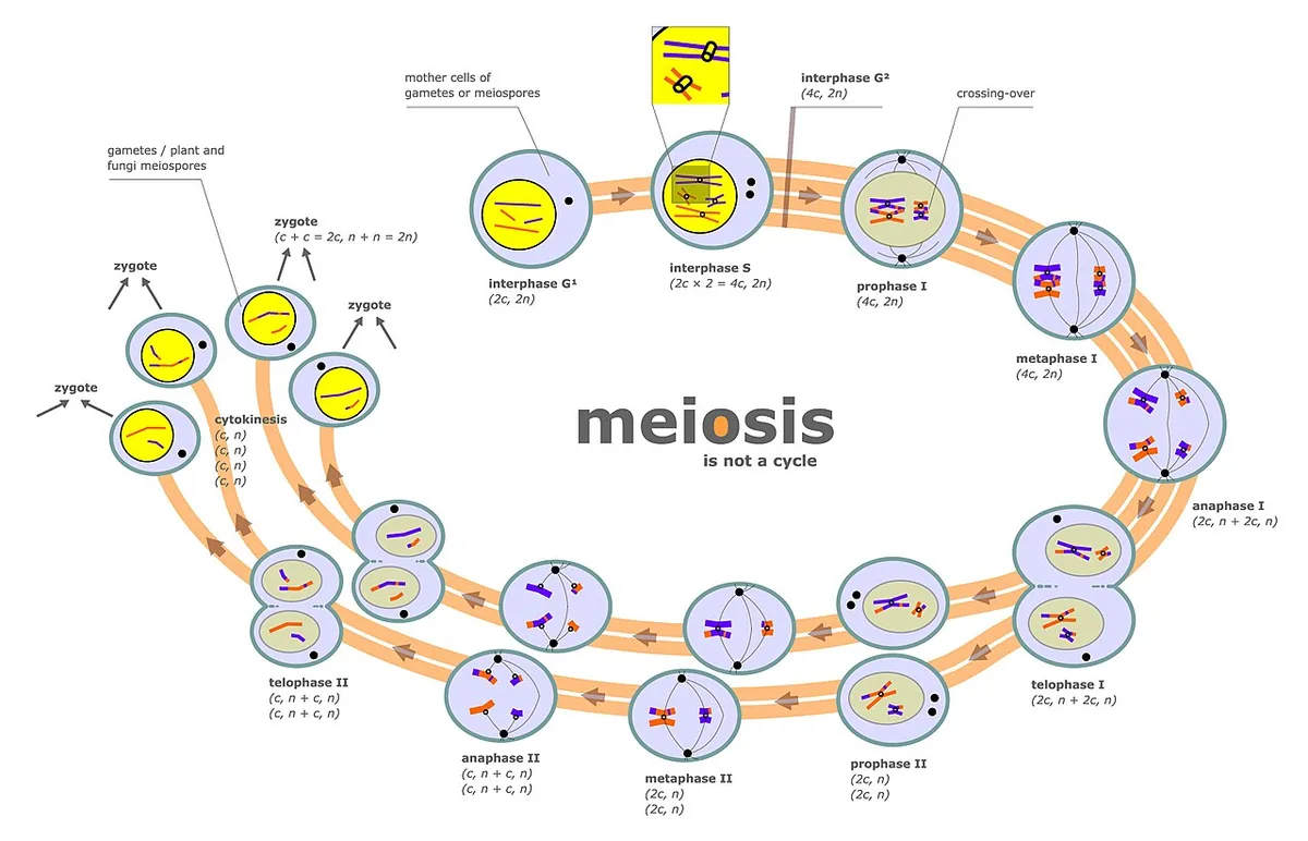 Schéma de la méiose, une cellule à deux paires de chromosomes produit quatre gamètes à moitié de chromosomes